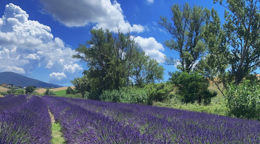 La Provenza dietro casa: i campi di lavanda vicino a Pisa