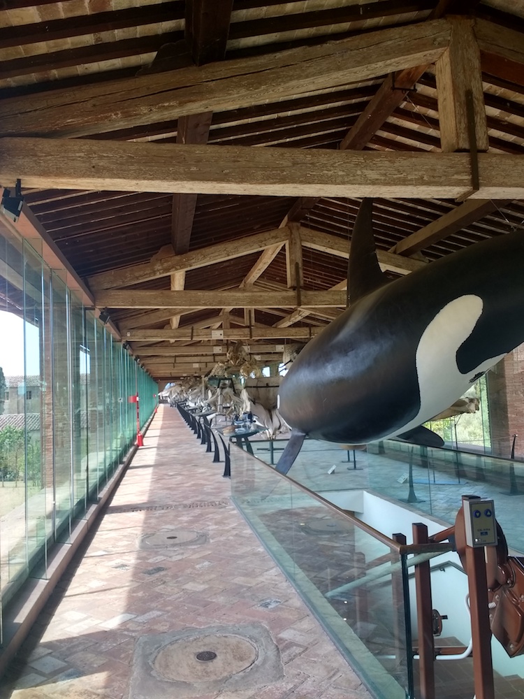 La galleria dei cetacei al Museo di Storia Naturale di Calci