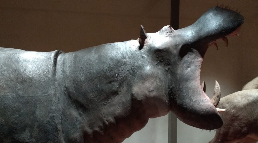 Riapre anche il Museo di Storia Naturale di Calci